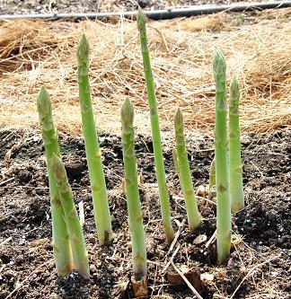 芦笋-有机种植美国水果型甜紫芦笋--阿里巴巴采