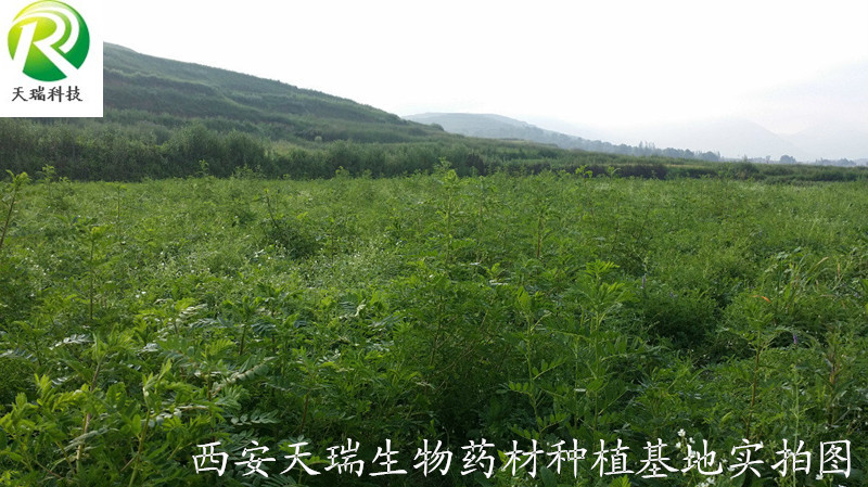 西安天瑞生物药材种植基地实拍图2