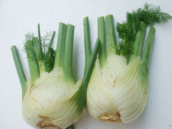 批发供应球茎茴香,茴香头(fennel bulb)厦门生菜,沙律菜