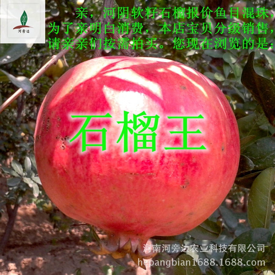 石榴王