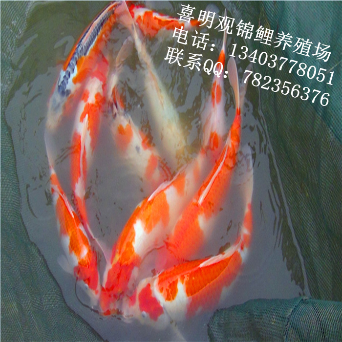 渔场锦鲤鱼9