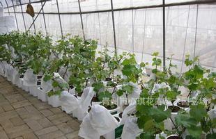 盆景-山东青州花卉批发葡萄树盆景,盆景基地,盆