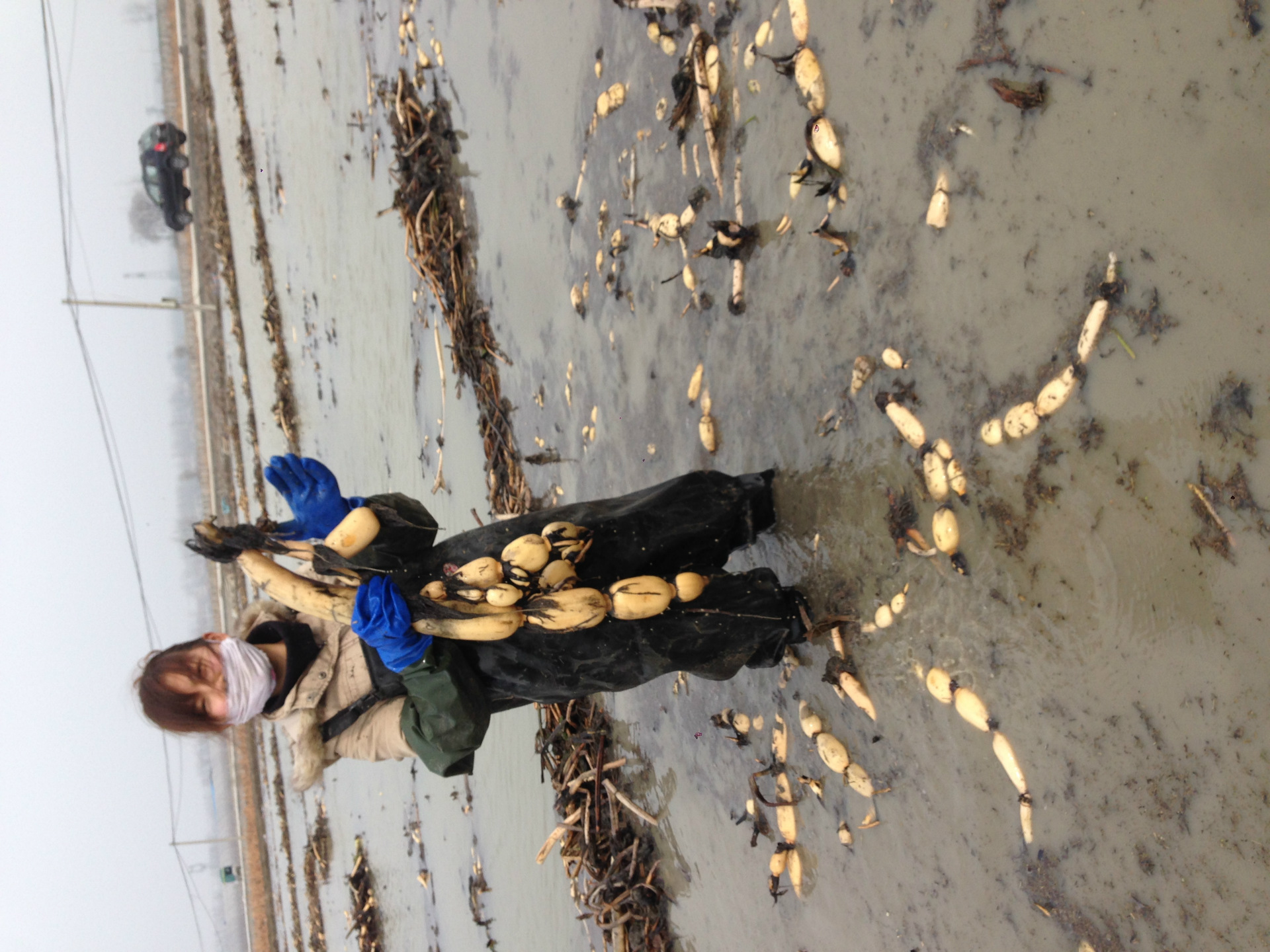 水生菜类-宿州繁盛大量出售南斯拉夫雪莲藕种