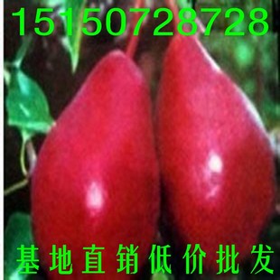 梨花木图片_梨花木图片大全 - 阿里巴巴海量精