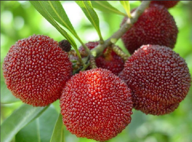 【吉果鲜果】365水果知识-水果养生-梅(莓)类