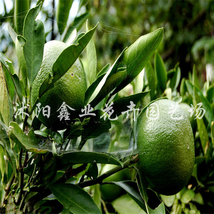 【特价批发柑桔果树苗 当年结果苗 可盆栽 量大