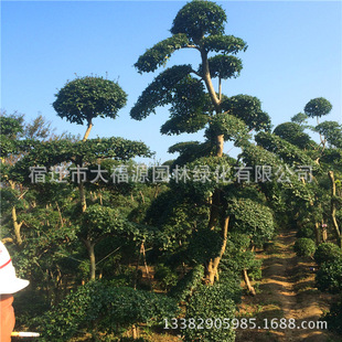 大量批发高档园林绿化苗木 小叶女贞造型树 庭院美化规格齐全