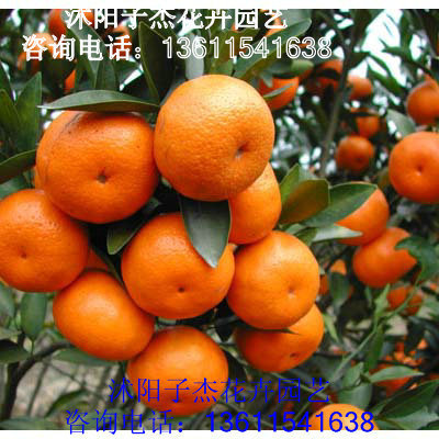 直销正宗蜜桔苗,果树苗批发,盆栽果树苗,金桔苗,桔树苗,当年结果
