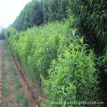 园艺场家供应龙柱碧桃 长期销售一年生龙柱碧桃 出售各种碧桃苗