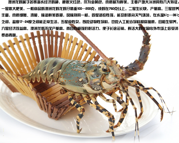 正宗进口澳洲大龙虾鲜活野生澳龙红龙鲜活海产品