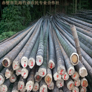 竹子批发!大量供应各类规格优质毛竹,大楠竹,竹竿