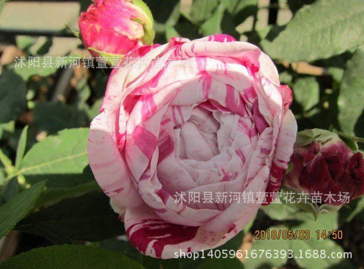 新品种红色条纹月季 节日 保证品种,正品推出