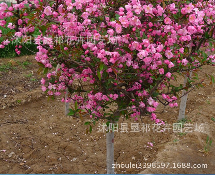 垂丝海棠 海棠 园林 <em>绿化苗木</em> 园林批发 苗圃 海