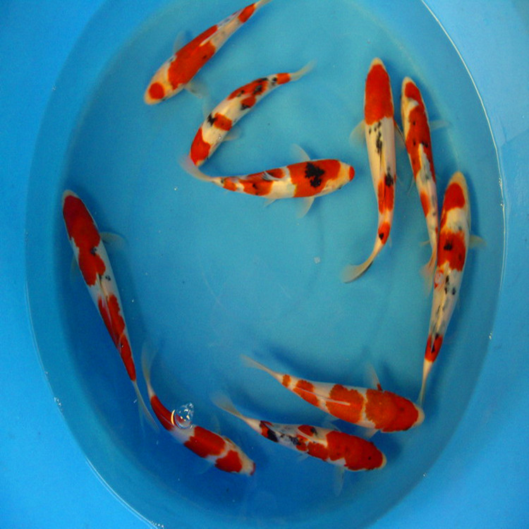 锦鲤鱼苗6