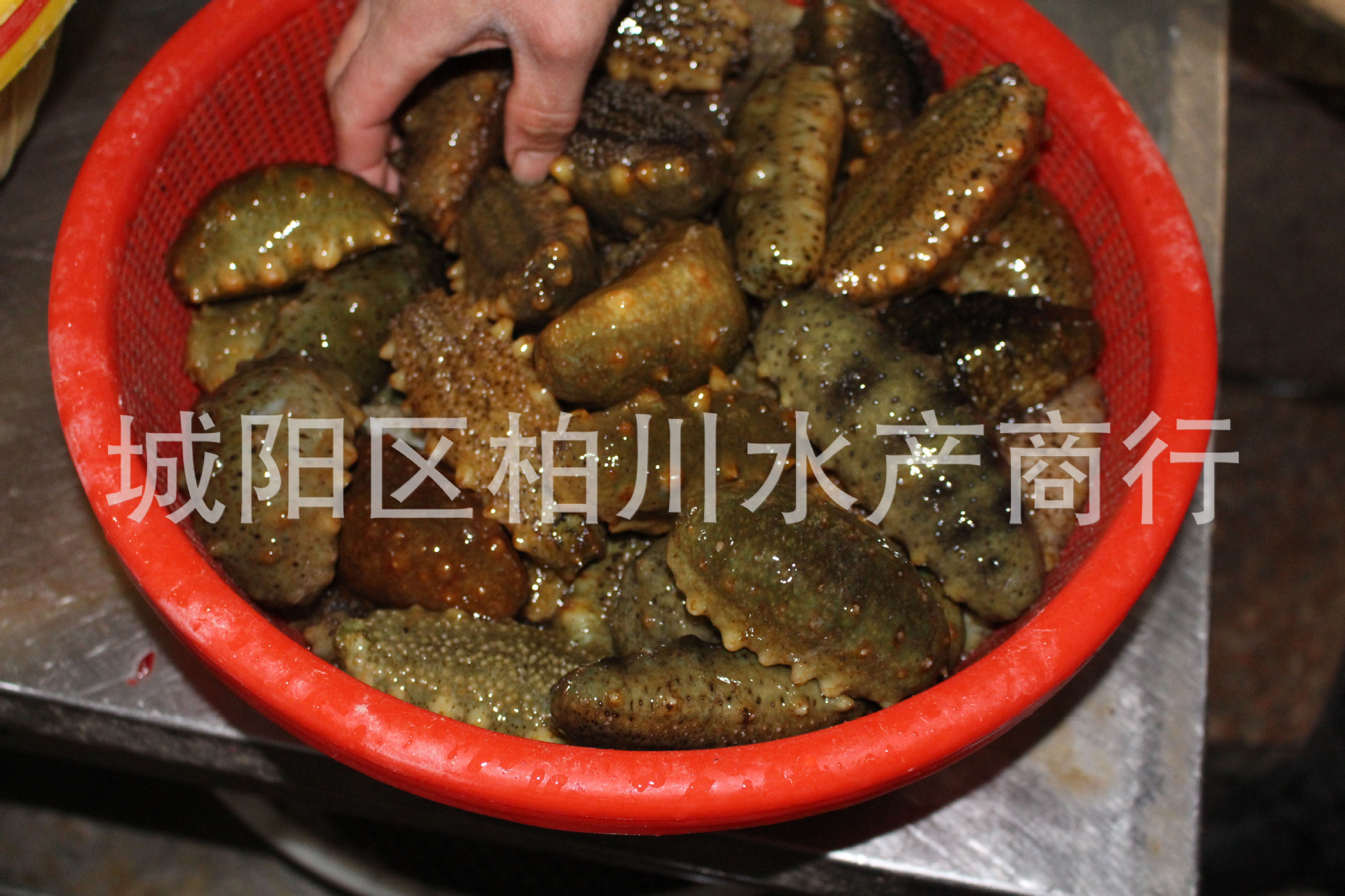 其他鲜活水产品-供应青岛当地野生鲜活海参、