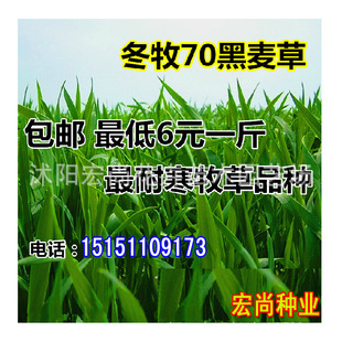 南北方型冬牧70黑麦草种子多年生包邮 耐寒牧草种子 家禽通用草种