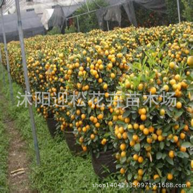 果树-批发无籽蜜橘金桔苗盆栽橘子树苗当年结