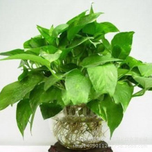 绿箩花卉_绿箩花卉价格_优质绿箩花卉批发\/采