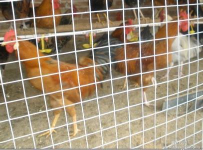航星厂家直销批发养鸡场围栏网 圈羊圈牛围网