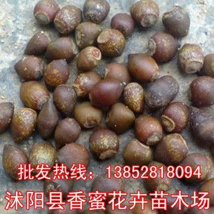 新采林木种子批发 桉树种子批发 小叶桉树 速生桉树种子大叶桉树