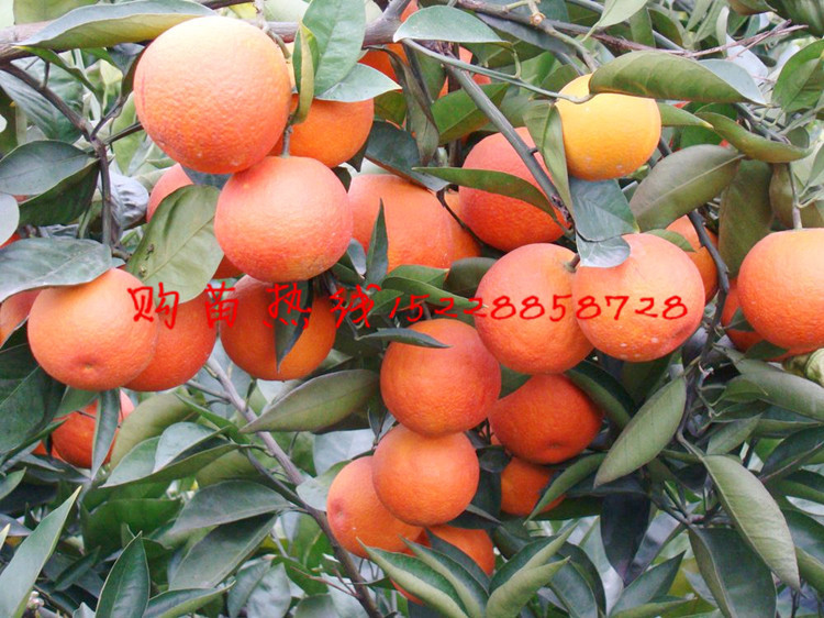 水果种子、种苗-可混批 正宗塔罗科血橙苗 红肉