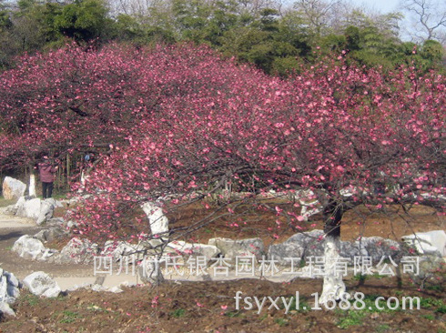 大量批发四川成都温江苗木优质绿化乔木风景树红梅/红梅树