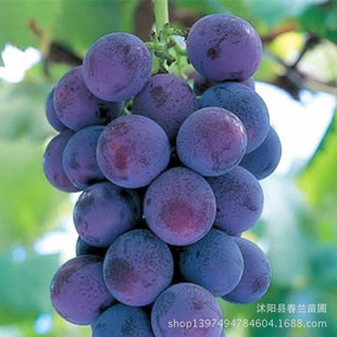巨峰葡萄苗 优质无核葡萄苗 早熟品种 产量高 果树苗子 品种纯正
