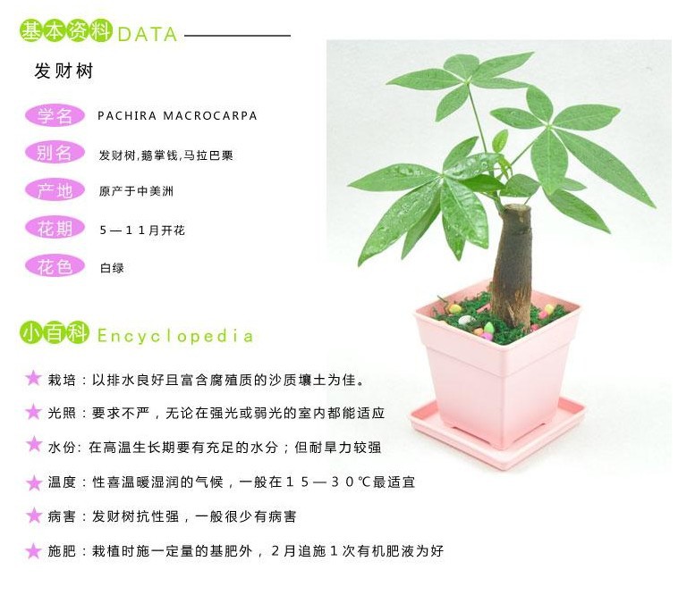 室内花卉盆景植物 发财树盆栽 客厅创意花草 大型绿植带盆可水培