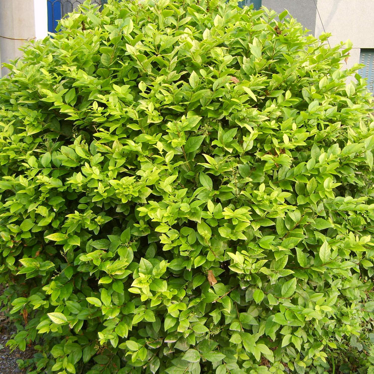 灌木-<em>金叶女贞</em> <em>金叶女贞</em>球 <em>金叶女贞</em>小苗 绿化