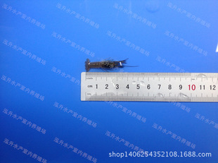 优质澳洲淡水龙虾苗2-3cm(2元/只)