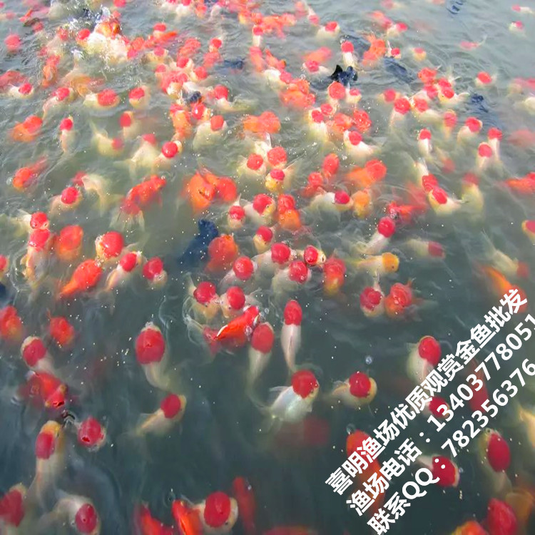 高档金鱼