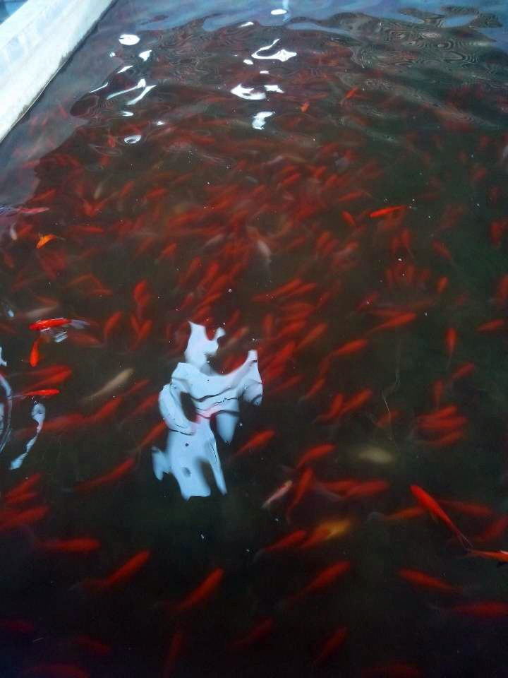 供应批发红白锦鲫 湖南长沙观赏鱼 柳吉观赏鱼