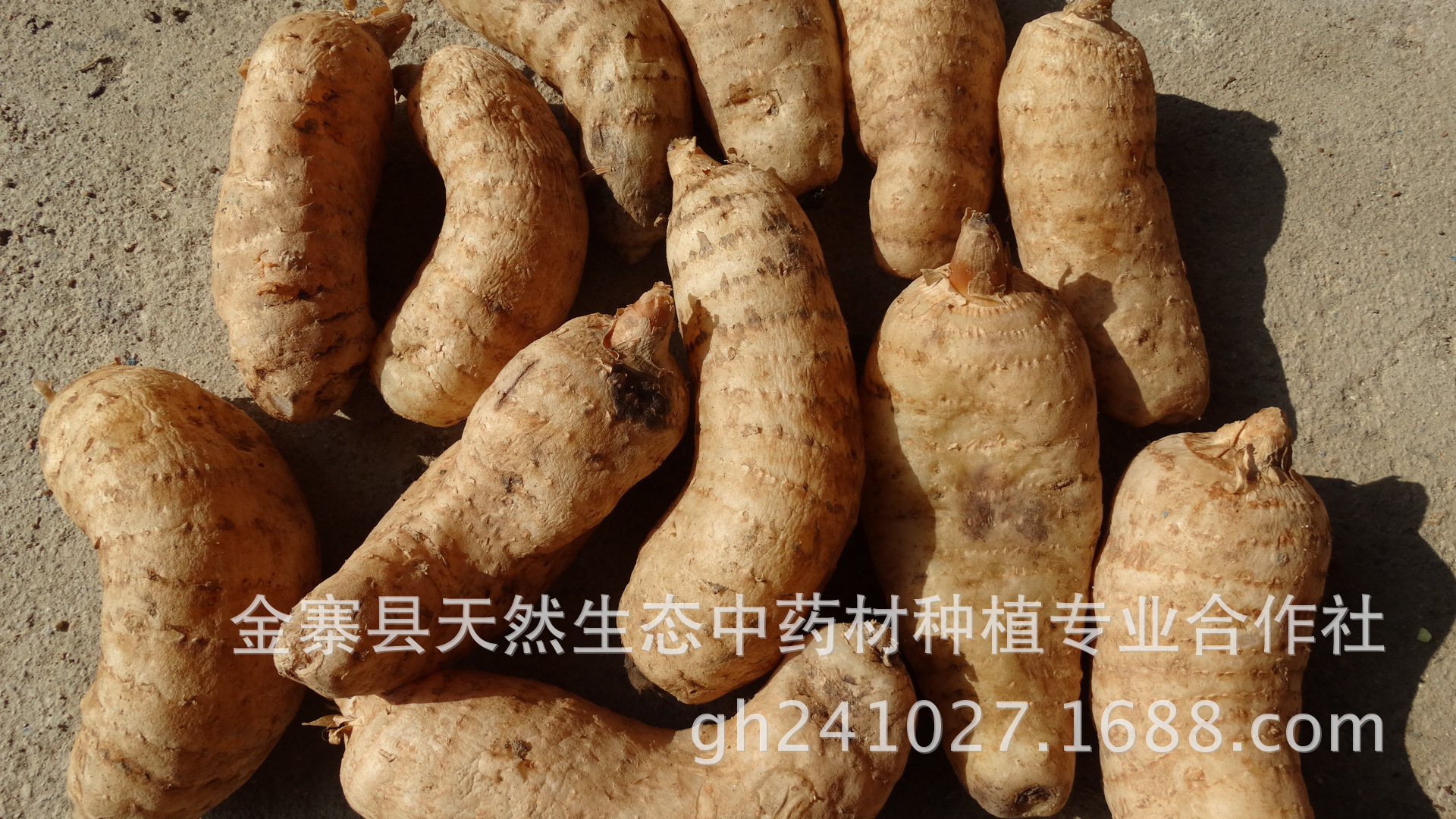 中药药材.天麻,野生天麻大量天麻