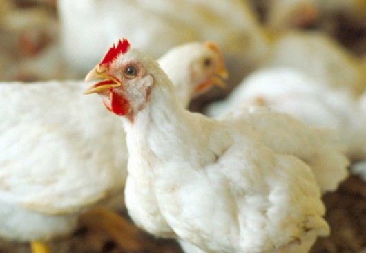长期白羽鸡 块大 健康美味-鸡价格及生产销售厂