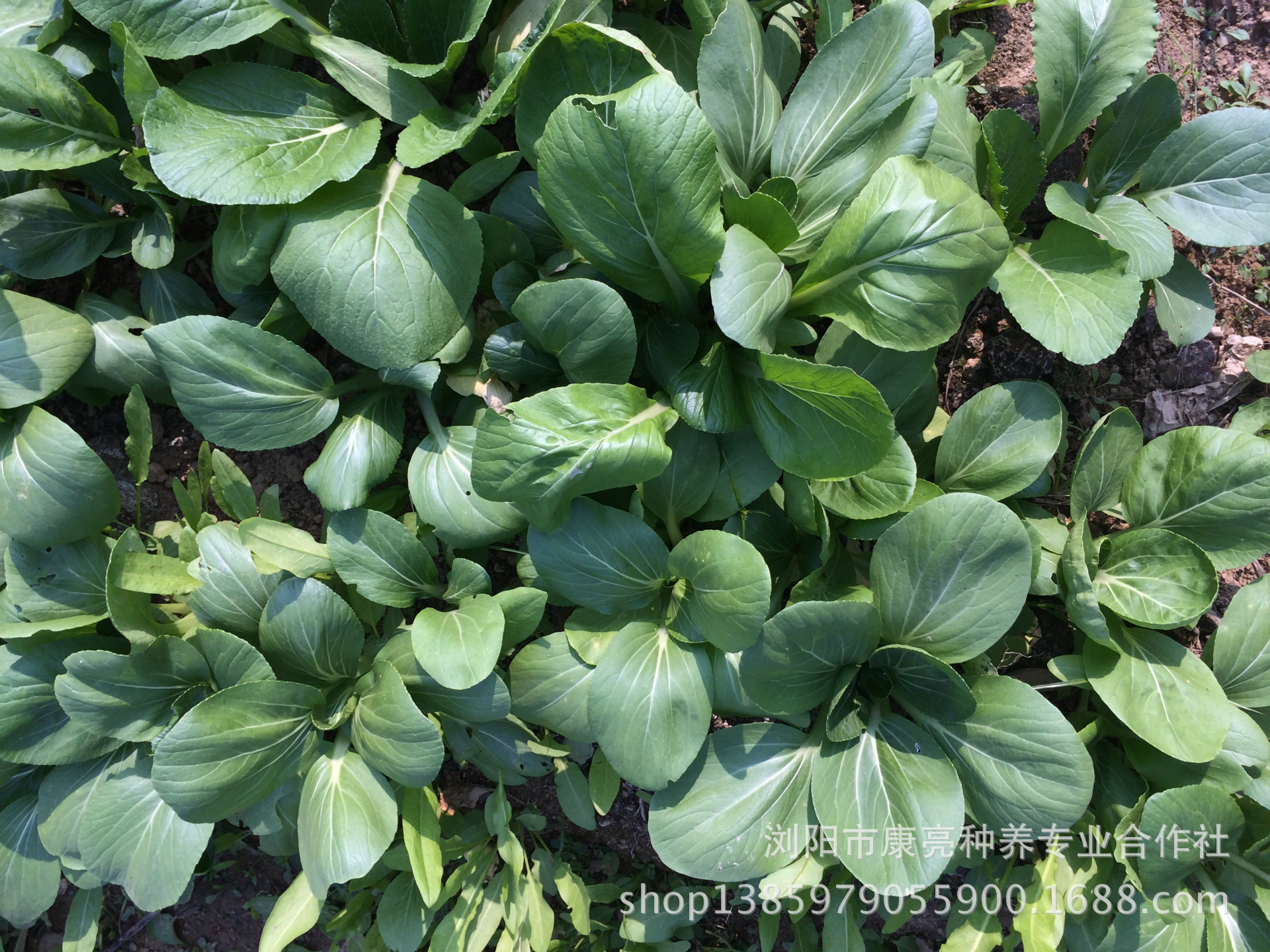 瓜果类-基地供辣椒 小白菜 莴笋 茼蒿 香菜 空心