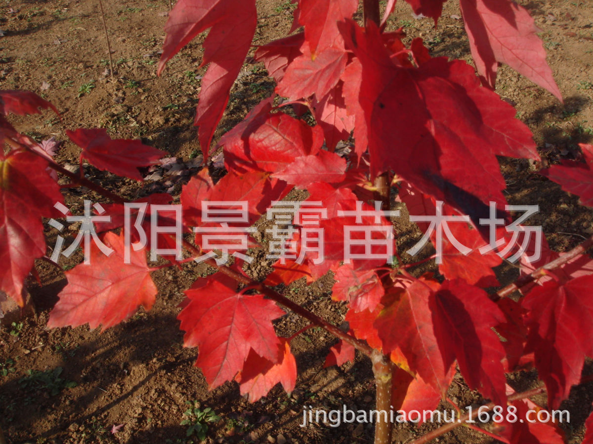 美国红枫4