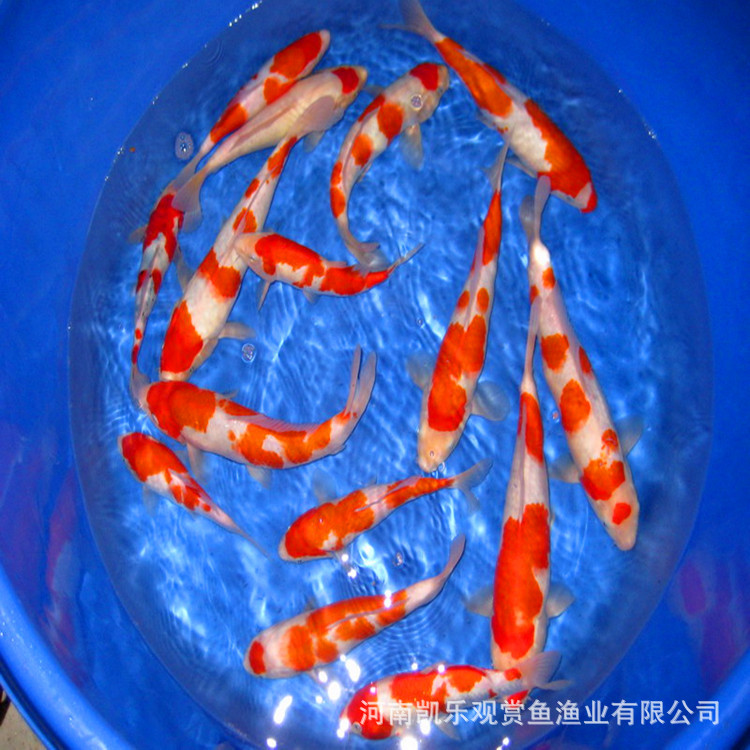 红白锦鲤鱼苗