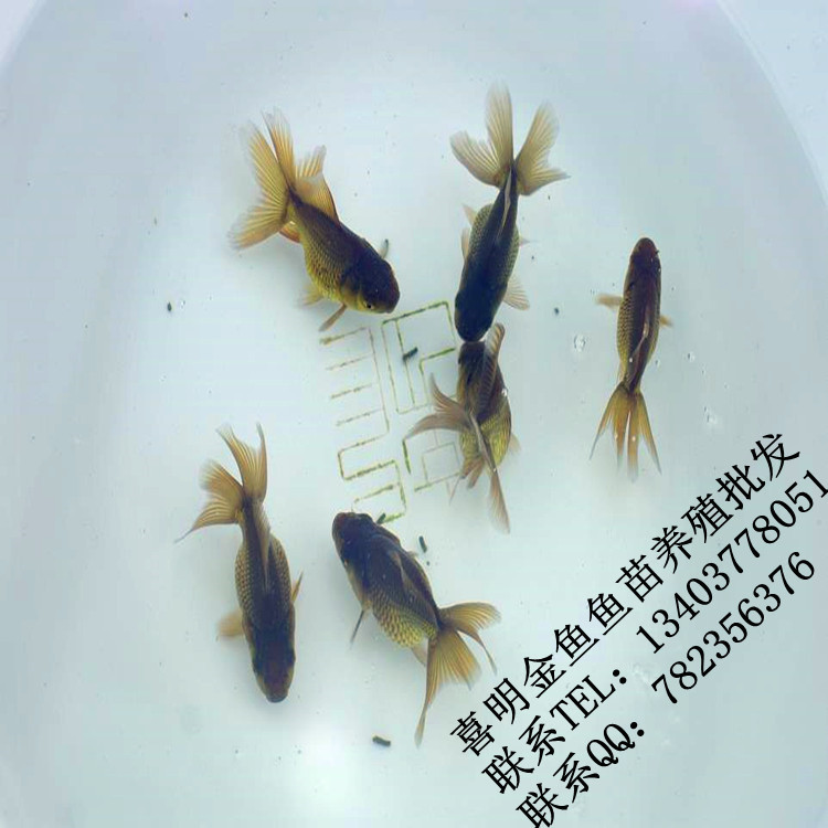 紫泰狮金鱼鱼苗1