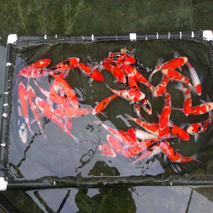 当岁一斤重锦鲤1