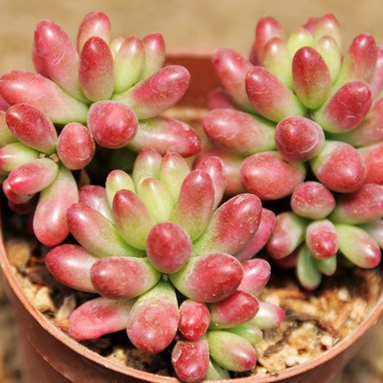 大量批发仙人多肉植物虹之玉3头以上室内花卉桌面盆栽植物