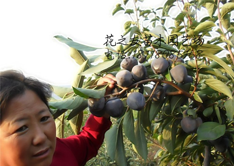 苗圃批发磨盘柿苗嫁接占地柿子树大