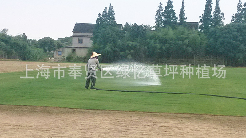 上海市奉贤区绿忆草坪种植场