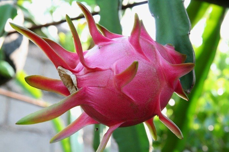 其他生鲜水果-越南火龙果 大果 白心 新鲜水果