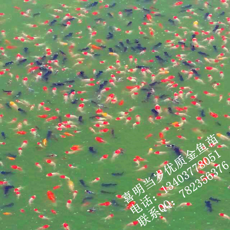 当岁金鱼3