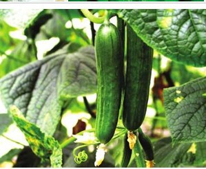 黄瓜