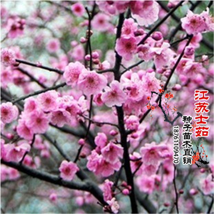 榆叶梅树苗种子地栽 小苗批发树桩盆景花树苗