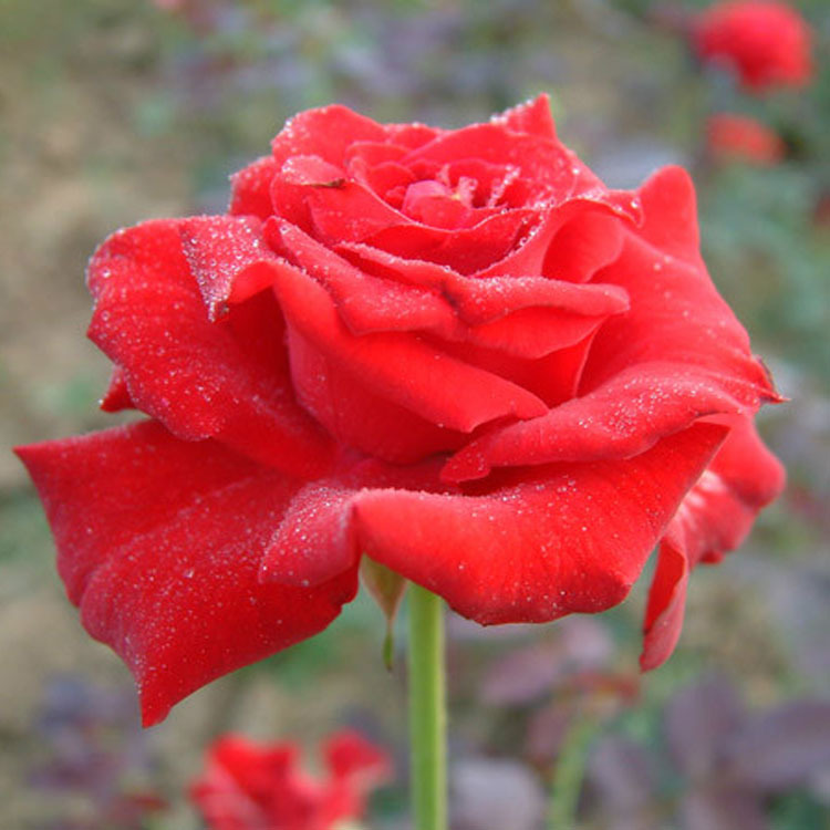 切花品种 大花月季 萨曼莎 红色 蔷薇月季 庭院