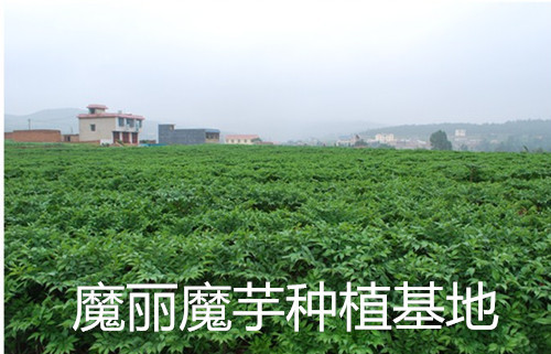 initpintu_副本_副本