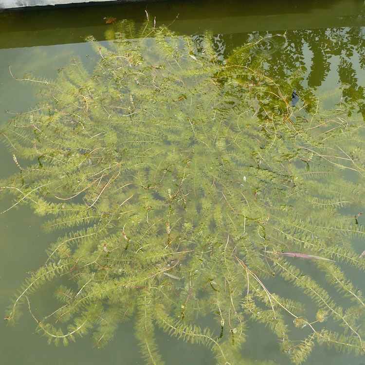 【大毅苗木】基地供应黑藻水生植物 净化水质 绿化水体 湿地绿化