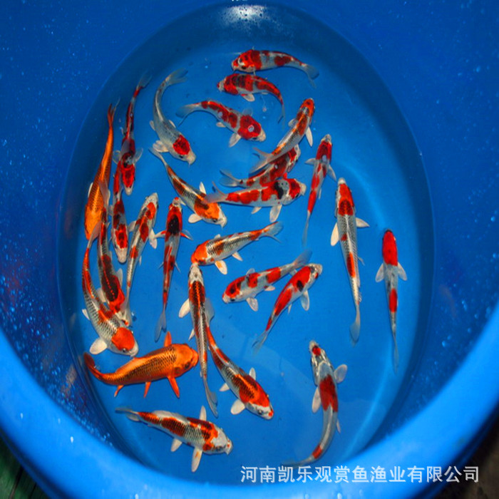 锦鲤鱼苗2